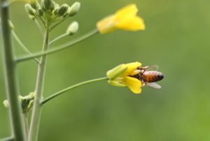be