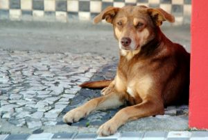 florianopolis_-_cuidados_com_os_animais_em_dia_de_calor_20171220_1950537201