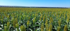 sorgo__2